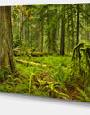 Lush Rainforest in Cathedral Grove - Landscape Wall Art on Canvas