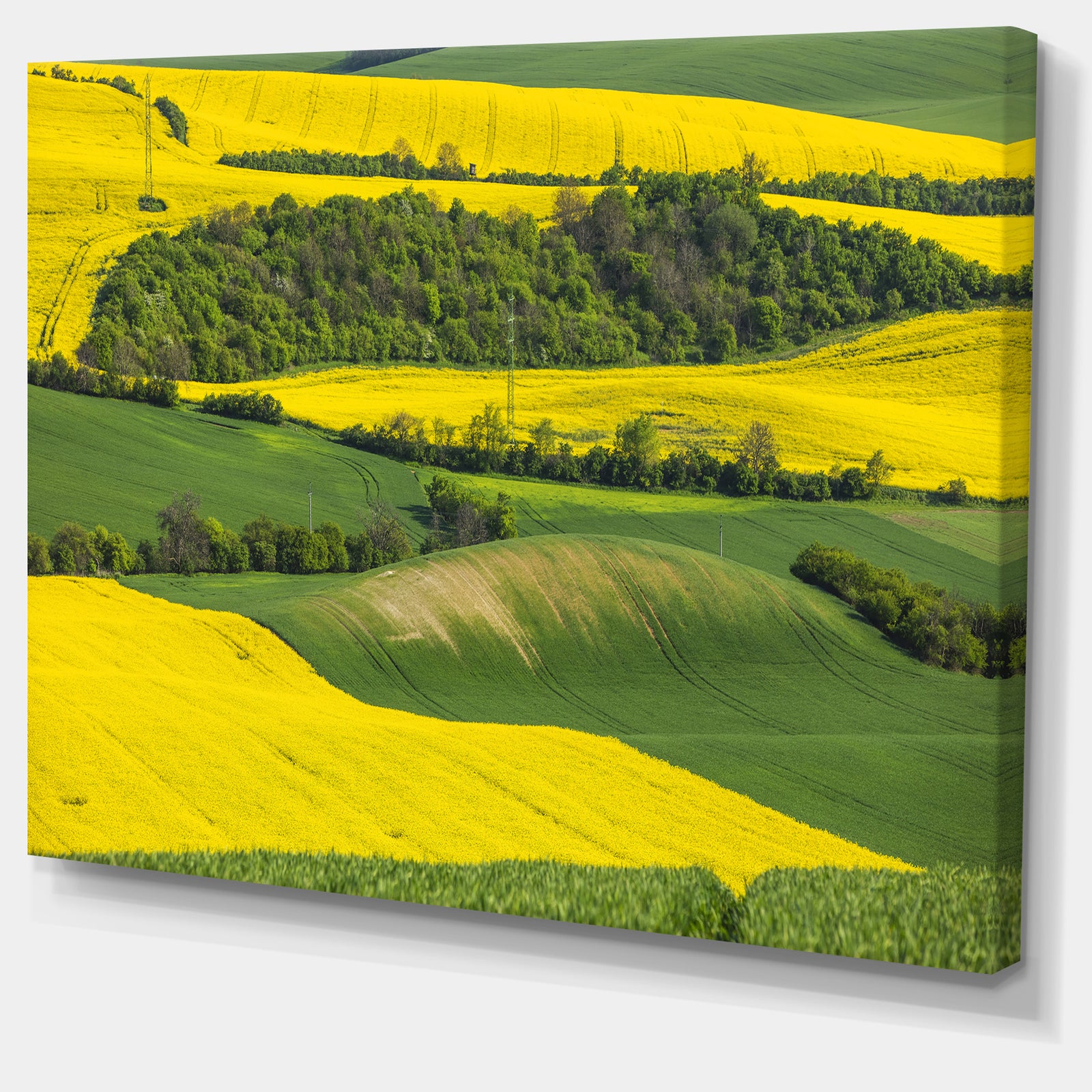 Rapeseed Fields and Green Wheat - Modern Landscpae Wall Art