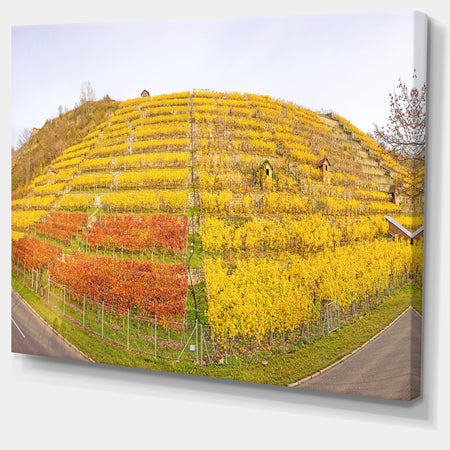 Vineyard Panorama in Autumn - Modern Landscpae Wall Art