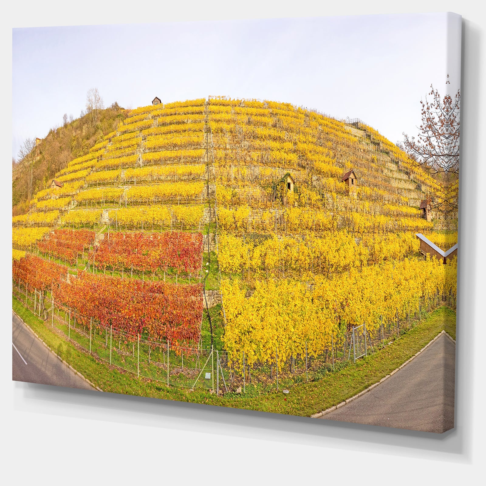 Vineyard Panorama in Autumn - Modern Landscpae Wall Art