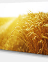 Bright Sunset over Wheat Field - Landscape Canvas Wall Artwork