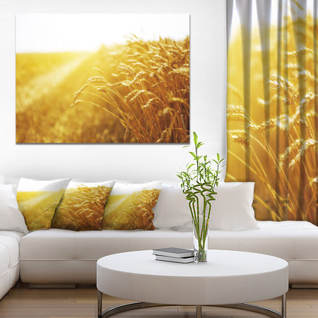 Bright Sunset over Wheat Field - Landscape Canvas Wall Artwork