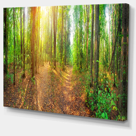 Dense Forest Panorama - Landscape Canvas Wall Artwork