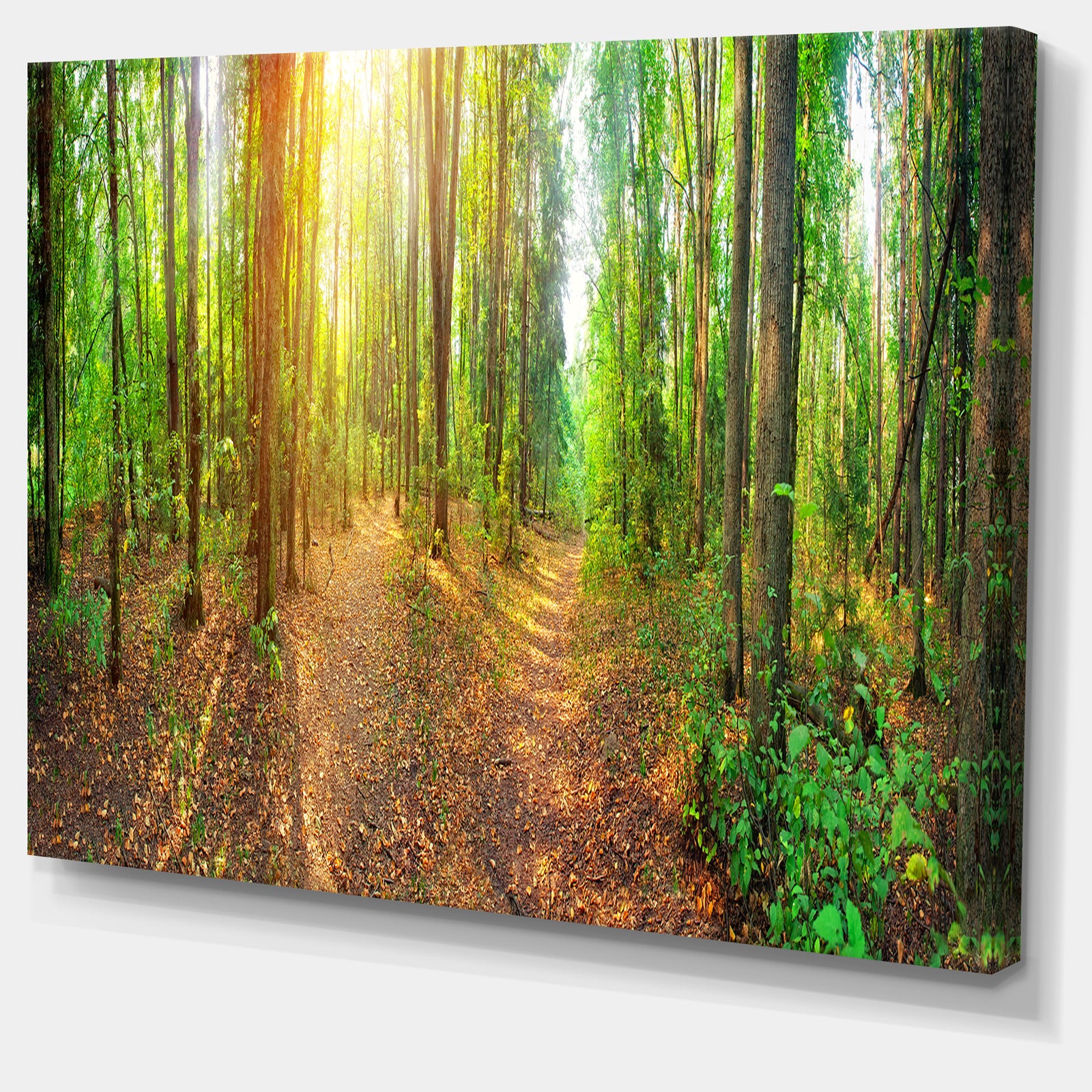 Dense Forest Panorama - Landscape Canvas Wall Artwork