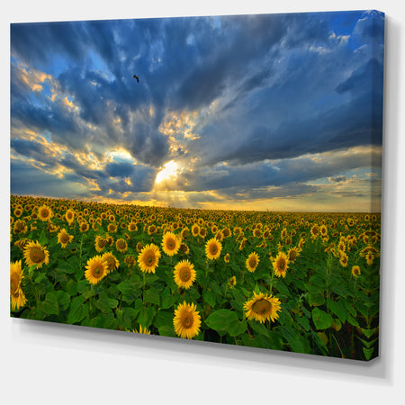 Beauty Sunset over Sunflowers - Landscape Wall Artwork