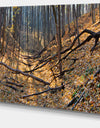 Thick Autumn Forest Panorama - Landscape Wall Artwork