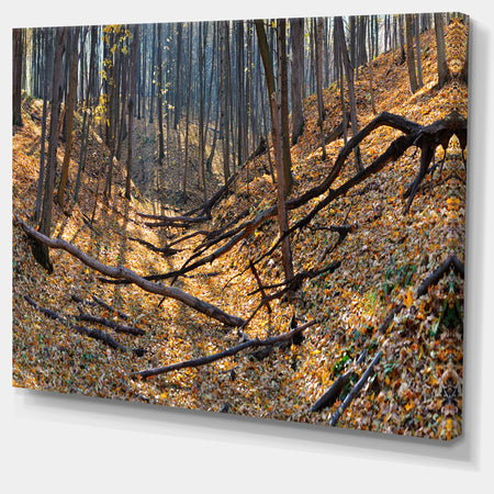 Thick Autumn Forest Panorama - Landscape Wall Artwork