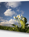 Potato Plant Flowers - Landscape Wall Artwork