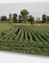 Wisconsin Soybean Field Rows - Landscape Wall Artwork