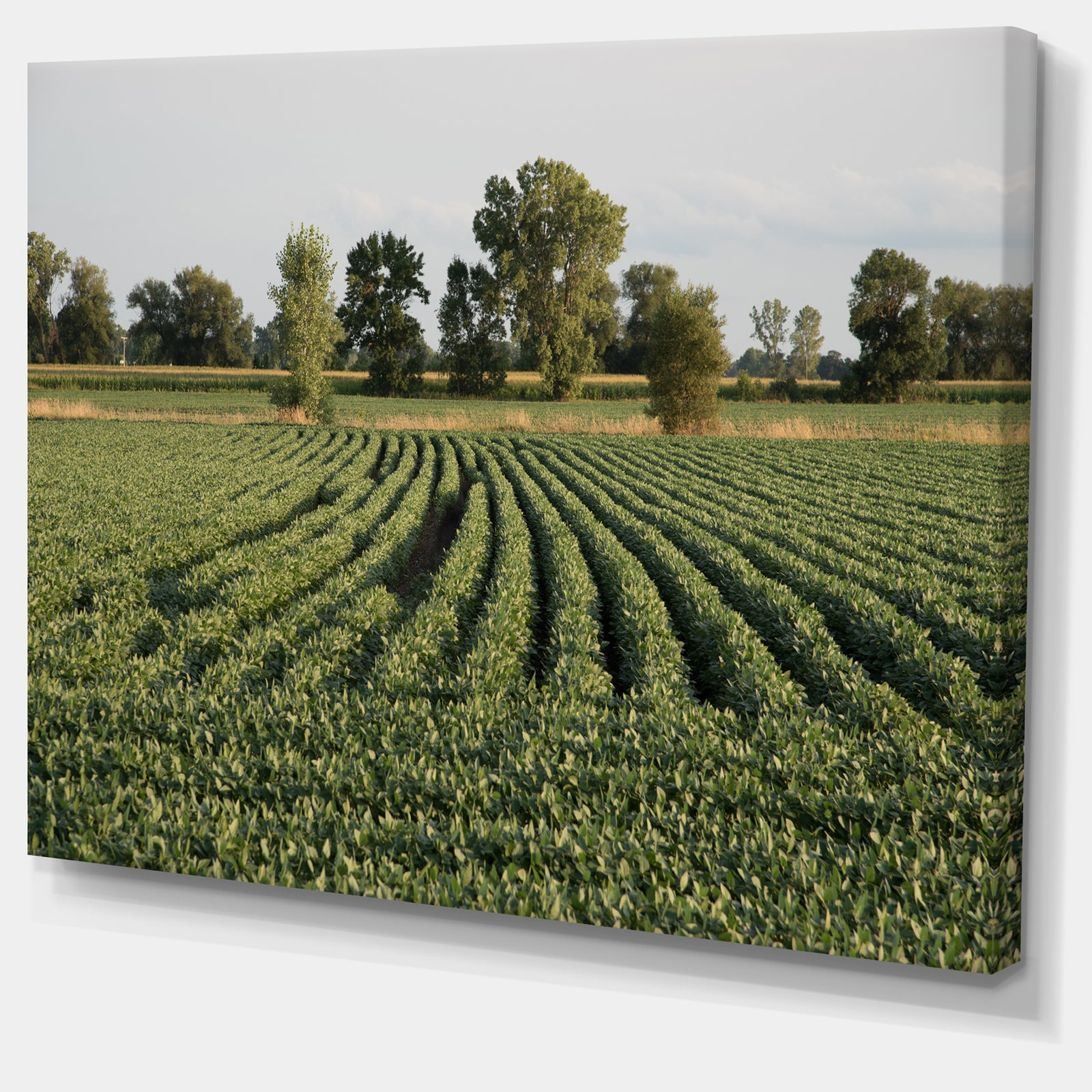 Wisconsin Soybean Field Rows - Landscape Wall Artwork