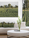 Wisconsin Soybean Field Rows - Landscape Wall Artwork