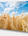 Design Canvas Art Print 'Barley Field under Blue Sky - Extra Large Landscape Canvas Art Print