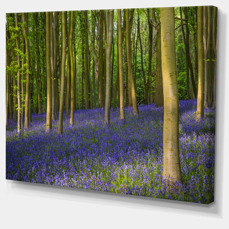 Bluebell Woods in Oxfordshire - Extra Large Landscape Canvas Art Print