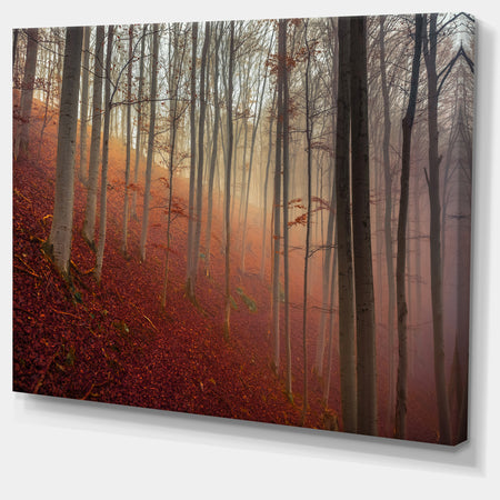 Foggy Day in Enchanted Forest - Large Landscape Canvas Art Print