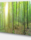 Thick Green Forest Panorama - Large Landscape Canvas Art Print