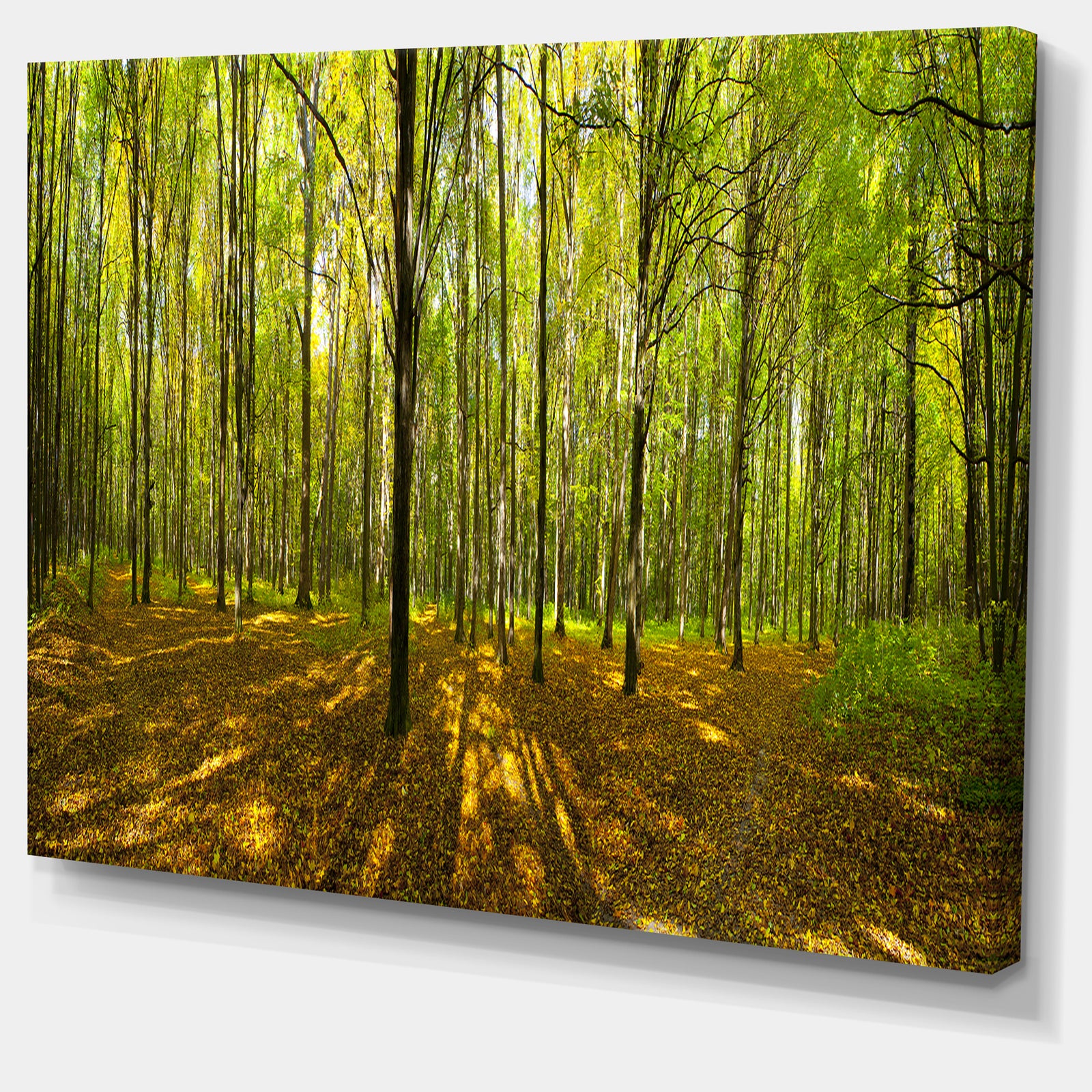 Green Autumn Forest Panorama - Extra Large Landscape Canvas Art Print