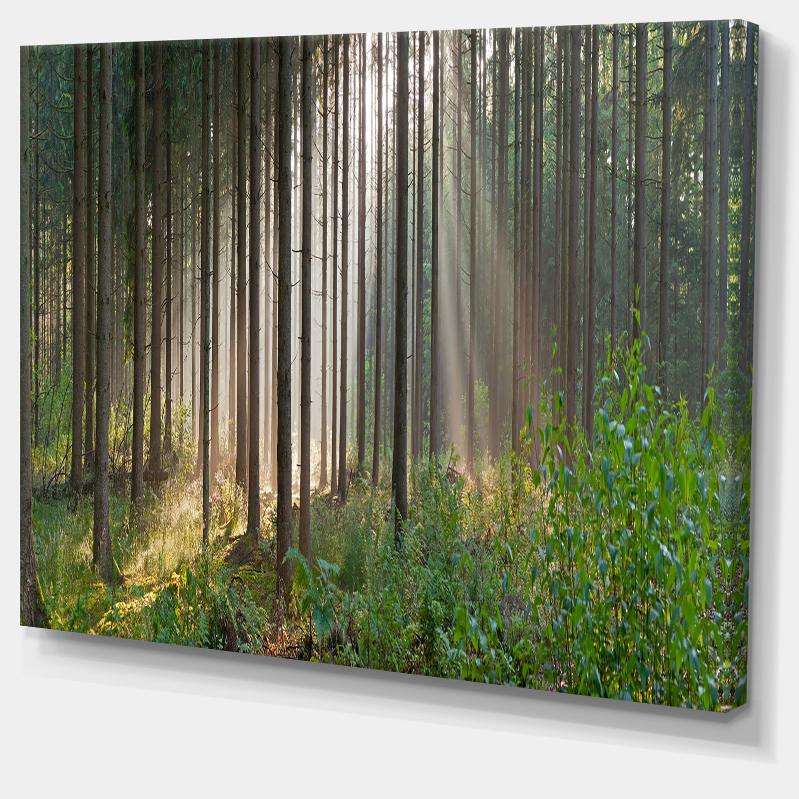Green Forest in Mist Panorama - Extra Large Landscape Canvas Art Print