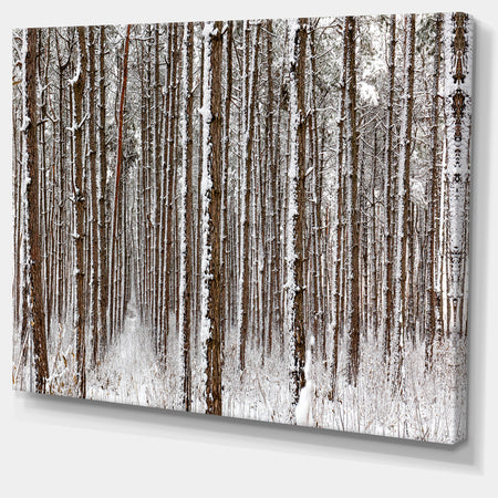 Dense Pine Forest in Winter - Large Landscape Canvas Art Print