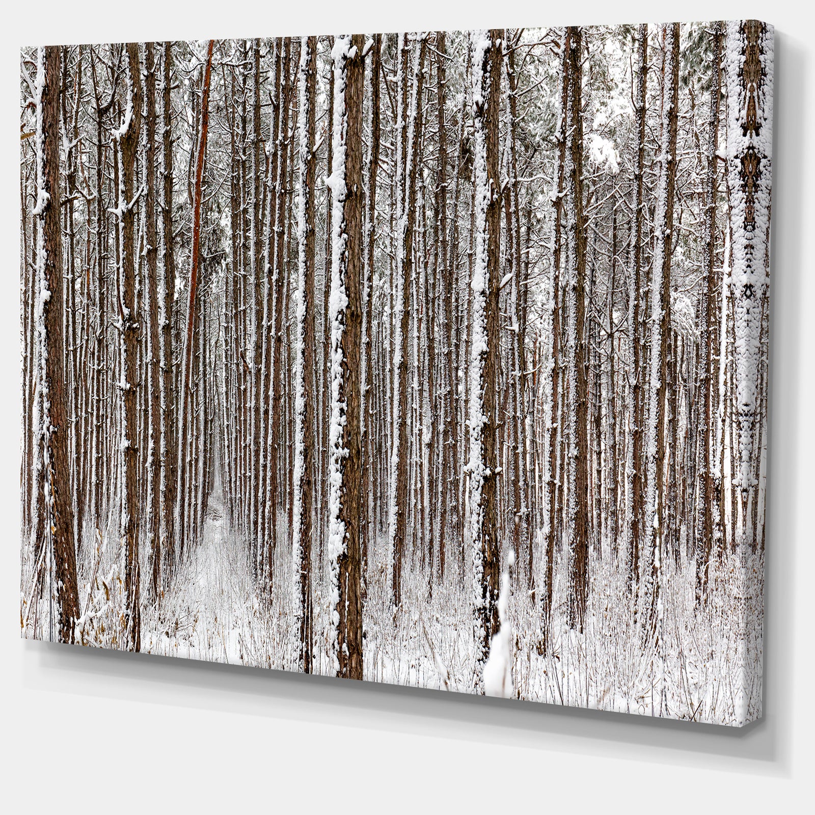 Dense Pine Forest in Winter - Large Landscape Canvas Art Print