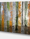 Wood Panorama Changing Seasons - Large Landscape Canvas Art Print