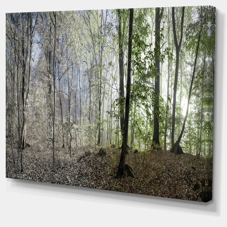 Green Morning in Forest Panorama - Landscape Large Canvas Art Print