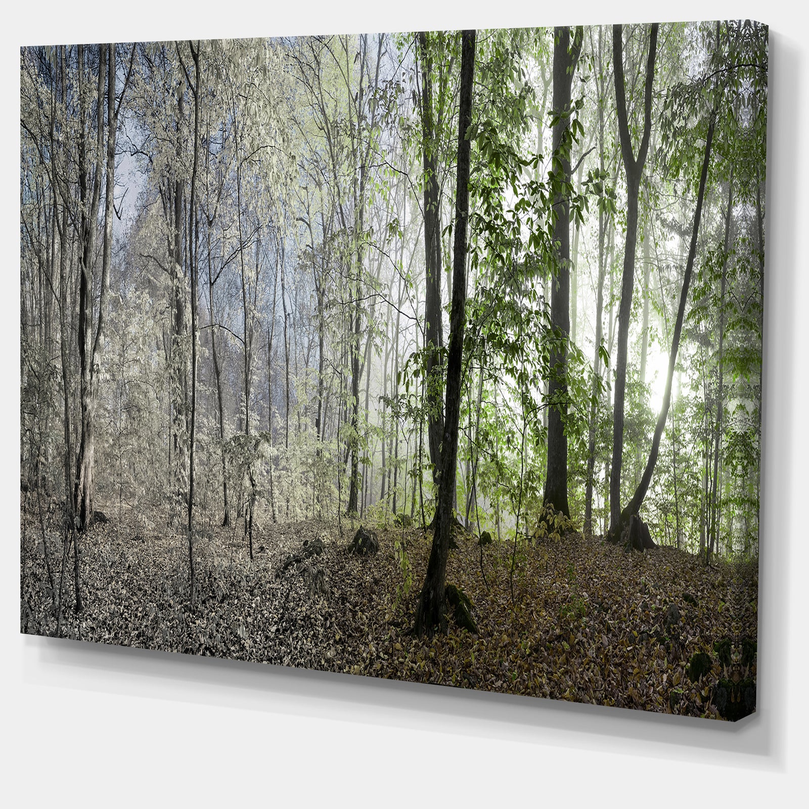 Green Morning in Forest Panorama - Landscape Large Canvas Art Print