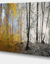 Yellow Morning in Forest Panorama - Landscape Large Canvas Art Print