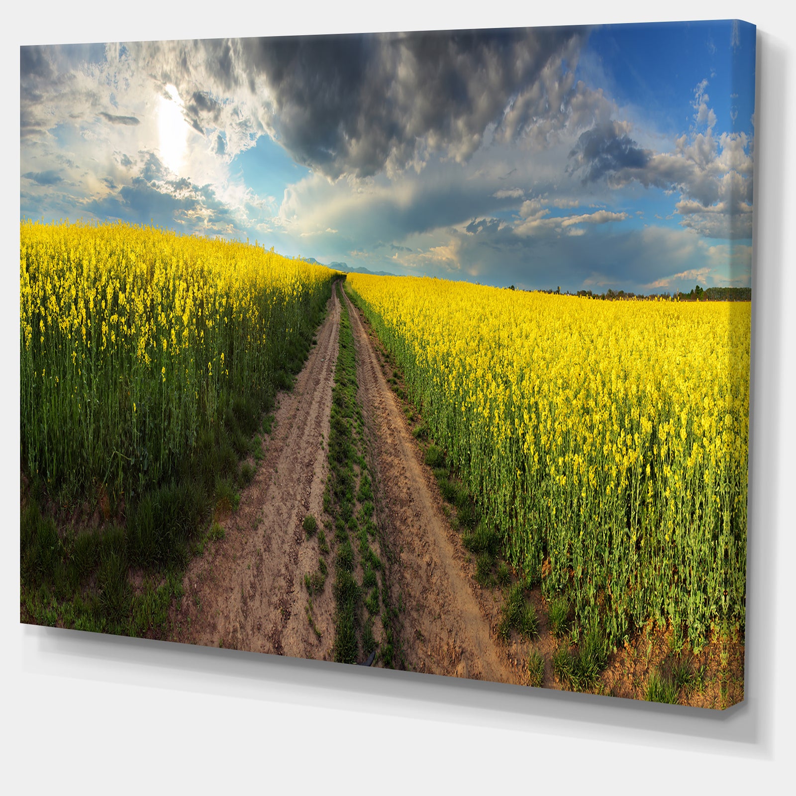 Sunset over Canola Panorama - Landscape Large Canvas Art Print