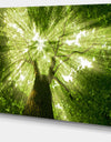 Sunlight Peeking through Green Tree - Landscape Large Canvas Art Print