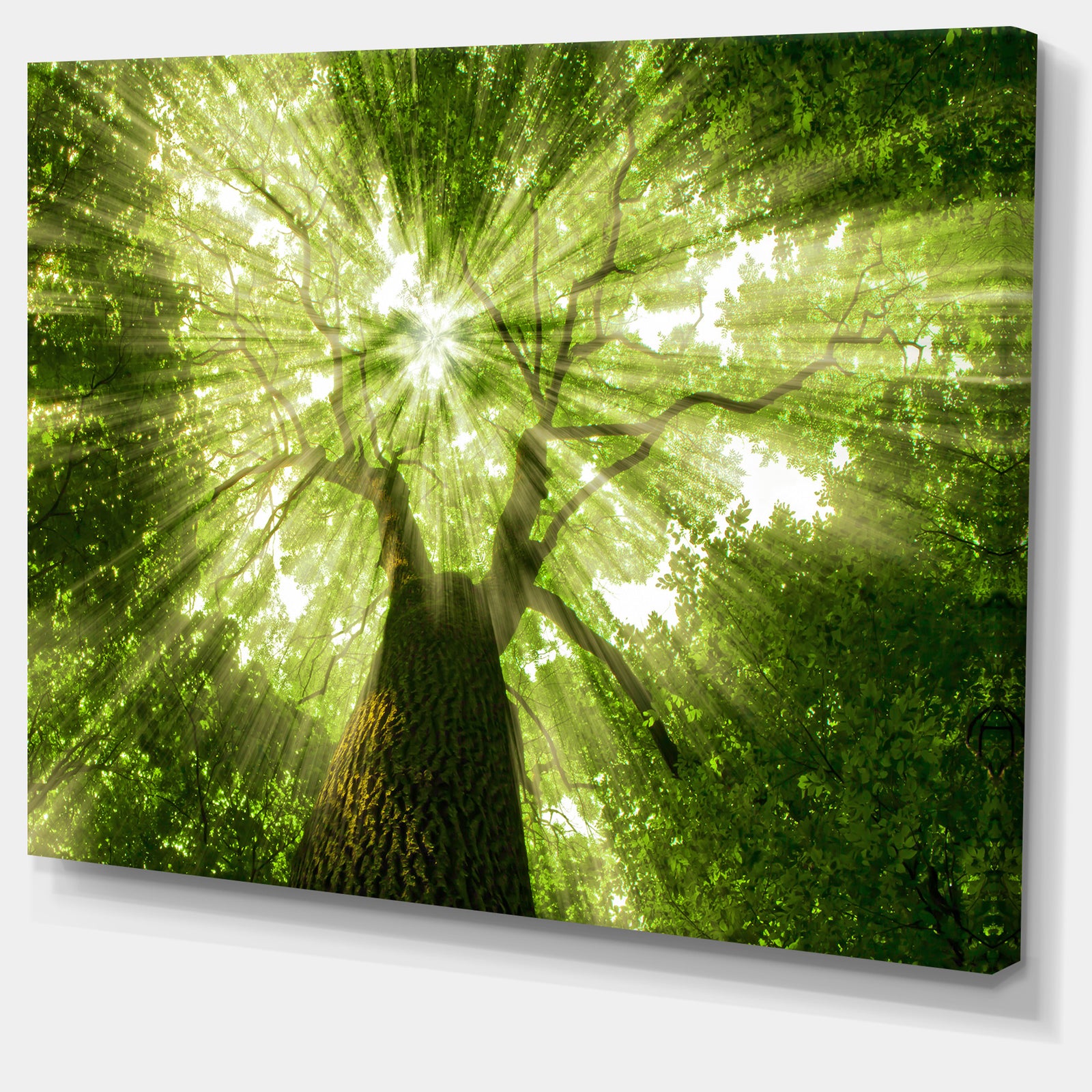 Sunlight Peeking through Green Tree - Landscape Large Canvas Art Print