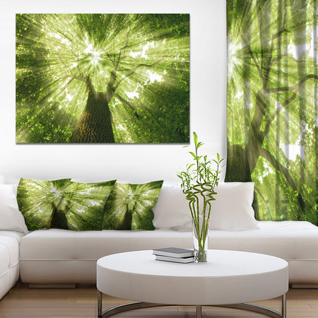 Sunlight Peeking through Green Tree - Landscape Large Canvas Art Print