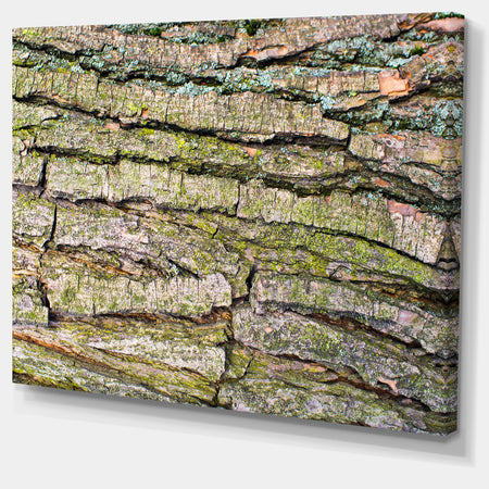 Thick Tree Skin Close-Up - Modern Floral Large Canvas Art