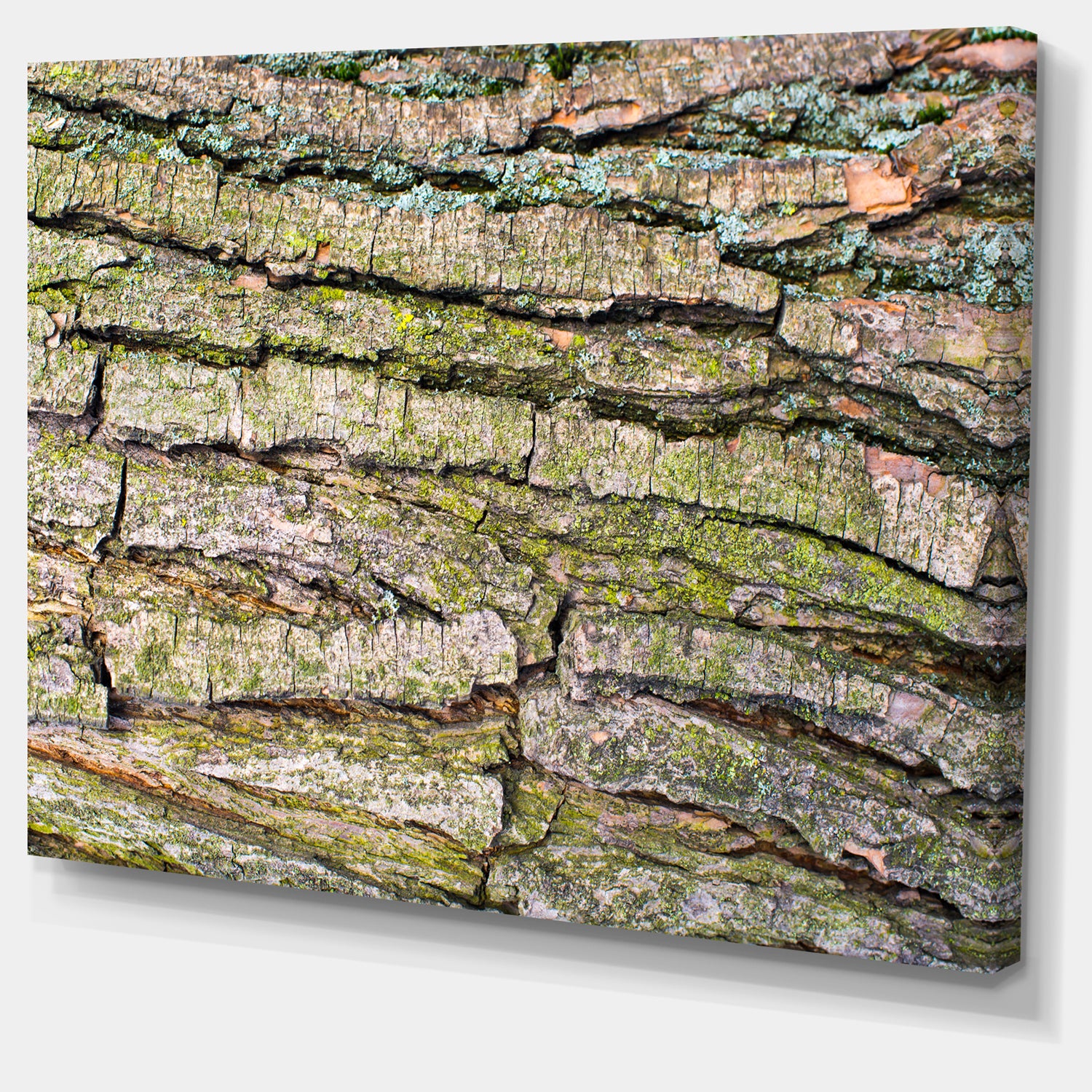 Thick Tree Skin Close-Up - Modern Floral Large Canvas Art