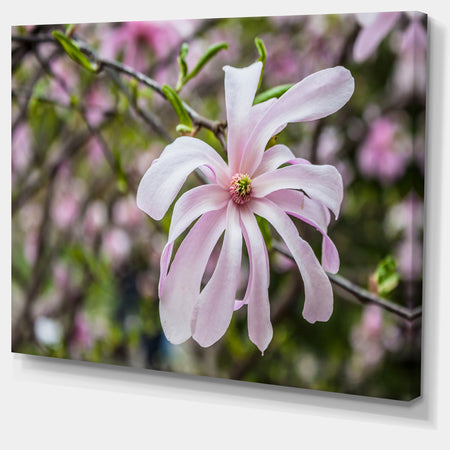 Beautiful Magnolia Flowers - Modern Floral Large Canvas Art