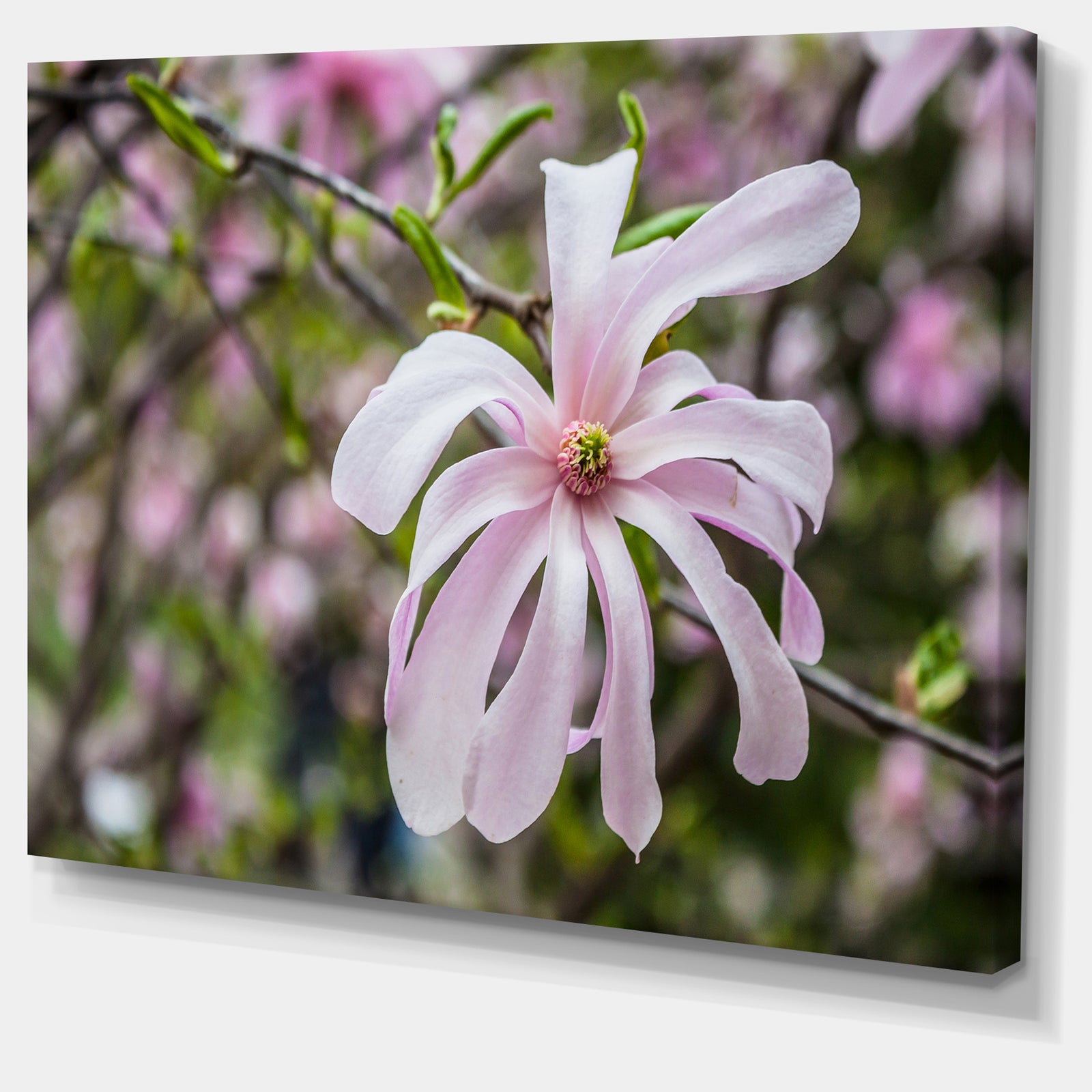 Beautiful Magnolia Flowers - Modern Floral Large Canvas Art