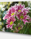 Purple Chrysanthemum Flower - Floral Canvas Wall Art