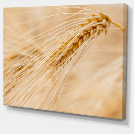 Cereal Plants Barley - Floral Canvas Wall Art