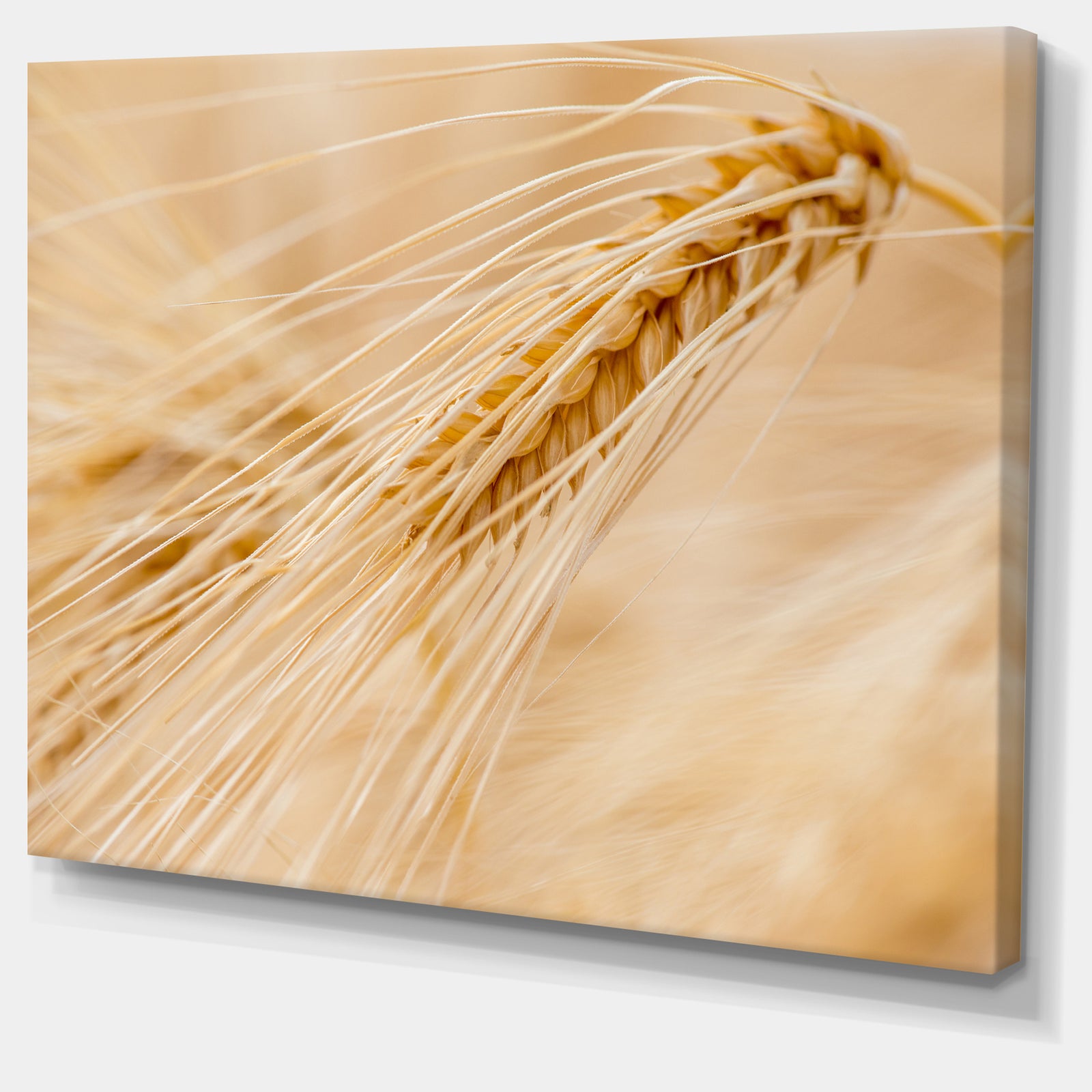 Cereal Plants Barley - Floral Canvas Wall Art
