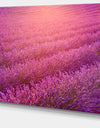 Lavender Field and Ray of Light - Floral Canvas Wall Art