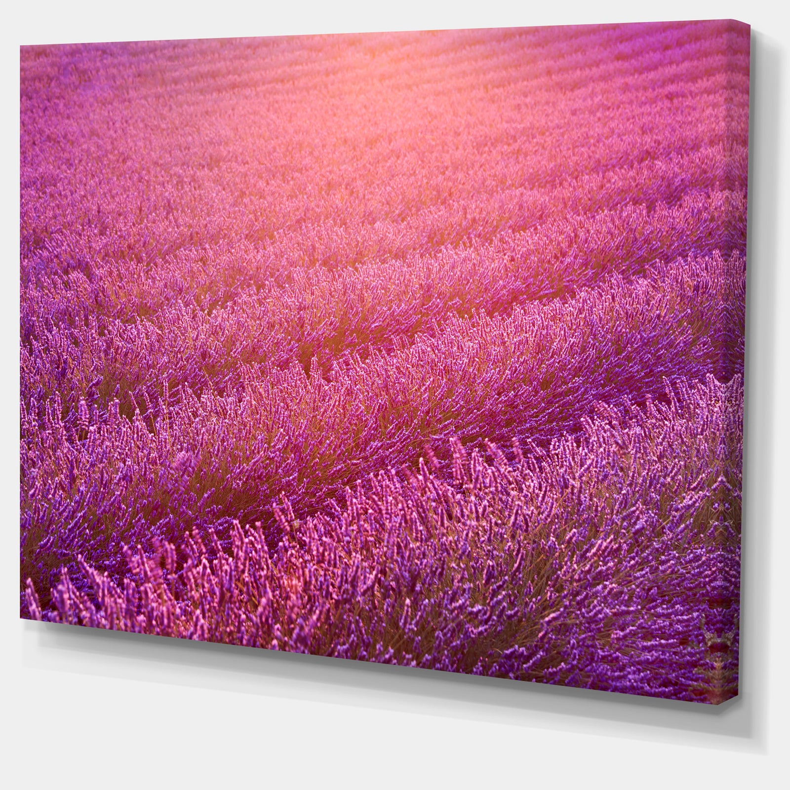 Lavender Field and Ray of Light - Floral Canvas Wall Art