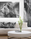 Grey Wild African Lion - Modern Animal Canvas Art