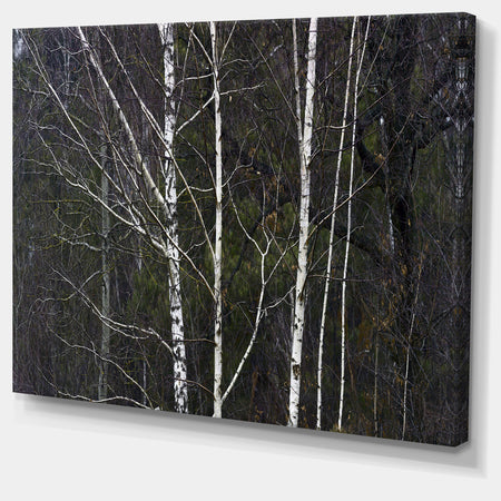 Black and White Birch Forest - Abstract Wall Art Canvas