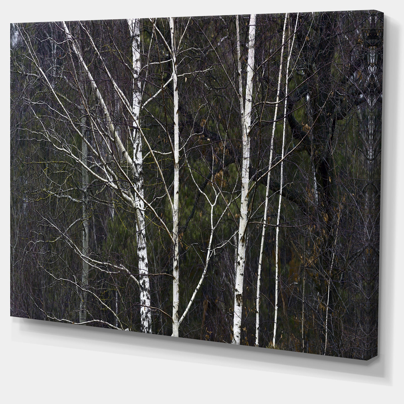 Black and White Birch Forest - Abstract Wall Art Canvas