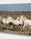 France Galloping White Horse - Farmhouse Animals Photographic on wrapped Canvas