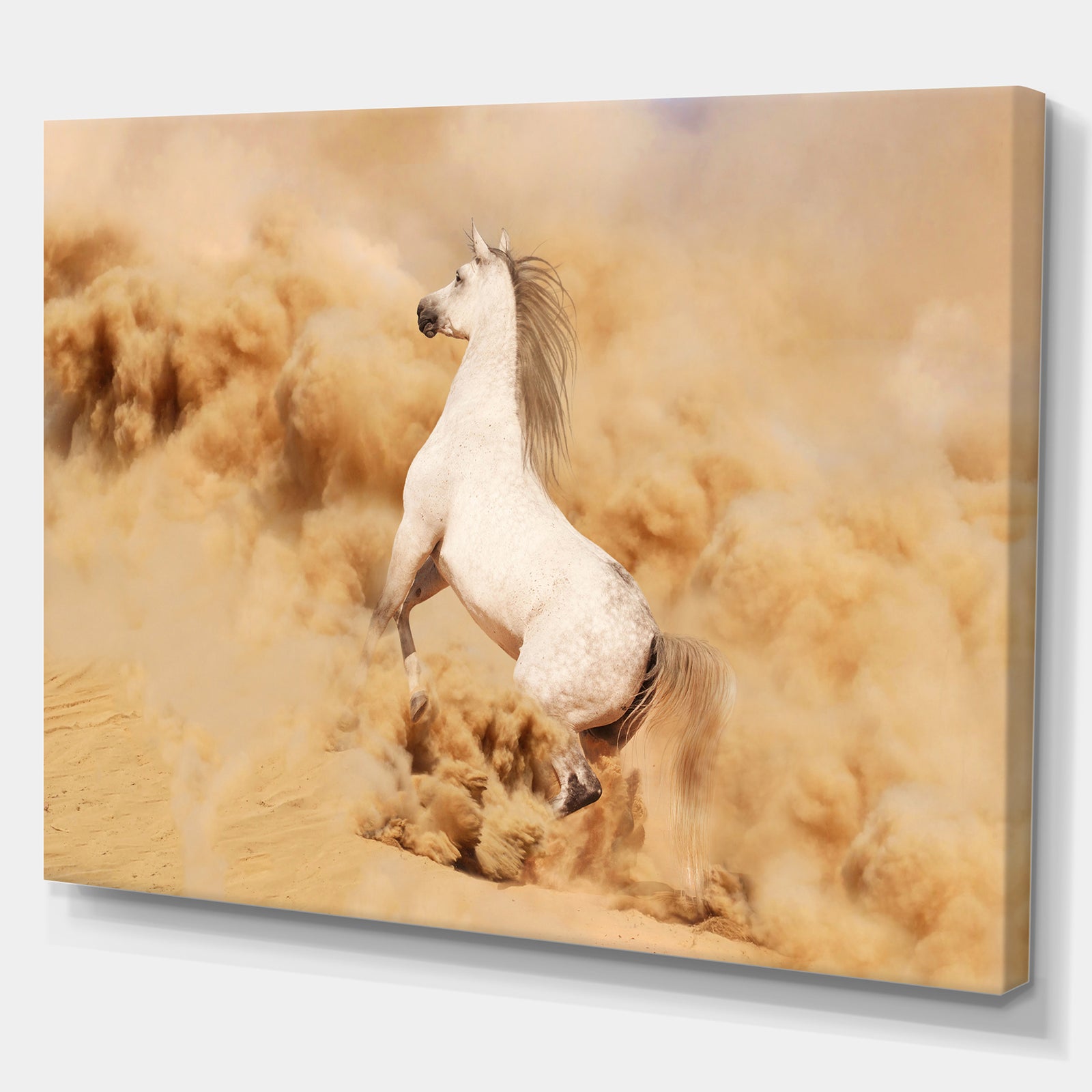 Purebred white arabian horse in desert - Farmhouse Animals Photographic on wrapped Canvas