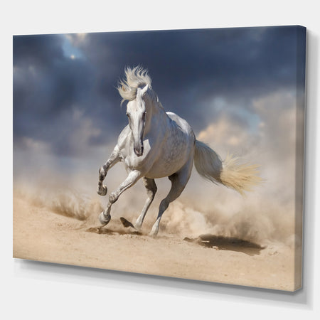 White andalusian horse in desert dust - Animals photographyPrint on Wrapped Canvas