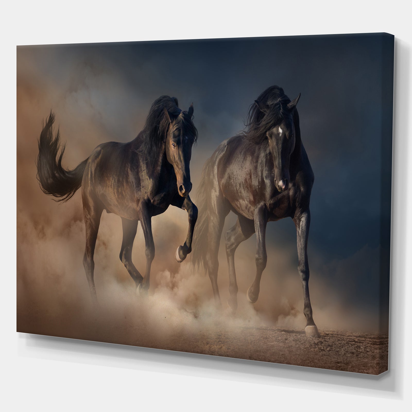 Two black stallion horse - Animals photographyPrint on Wrapped Canvas