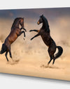 Two stallion rearing up - Animals photographyPrint on Wrapped Canvas