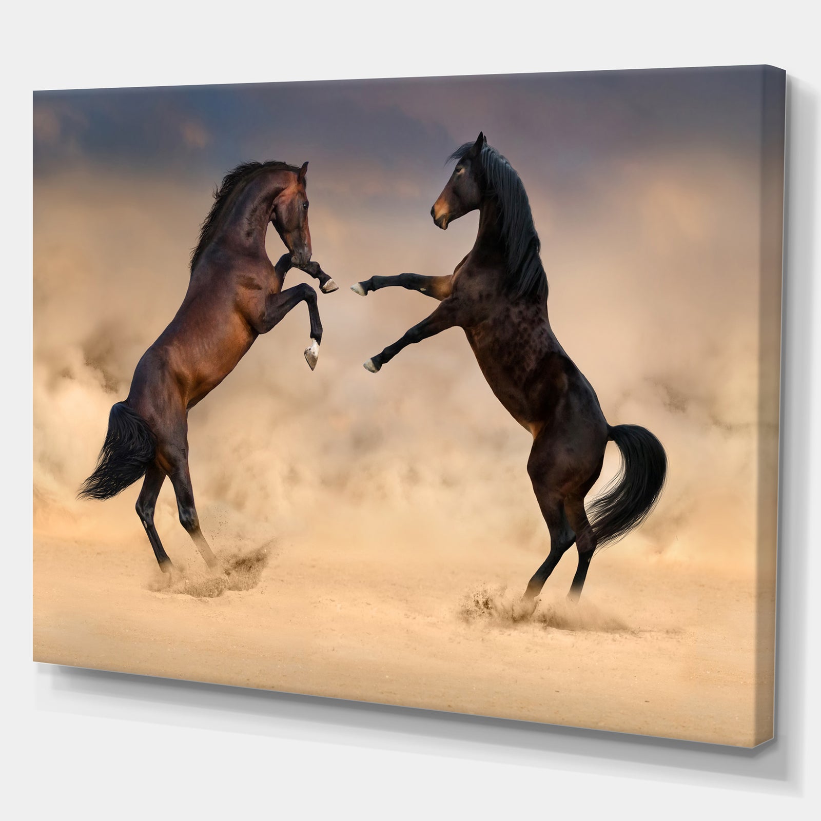 Two stallion rearing up - Animals photographyPrint on Wrapped Canvas