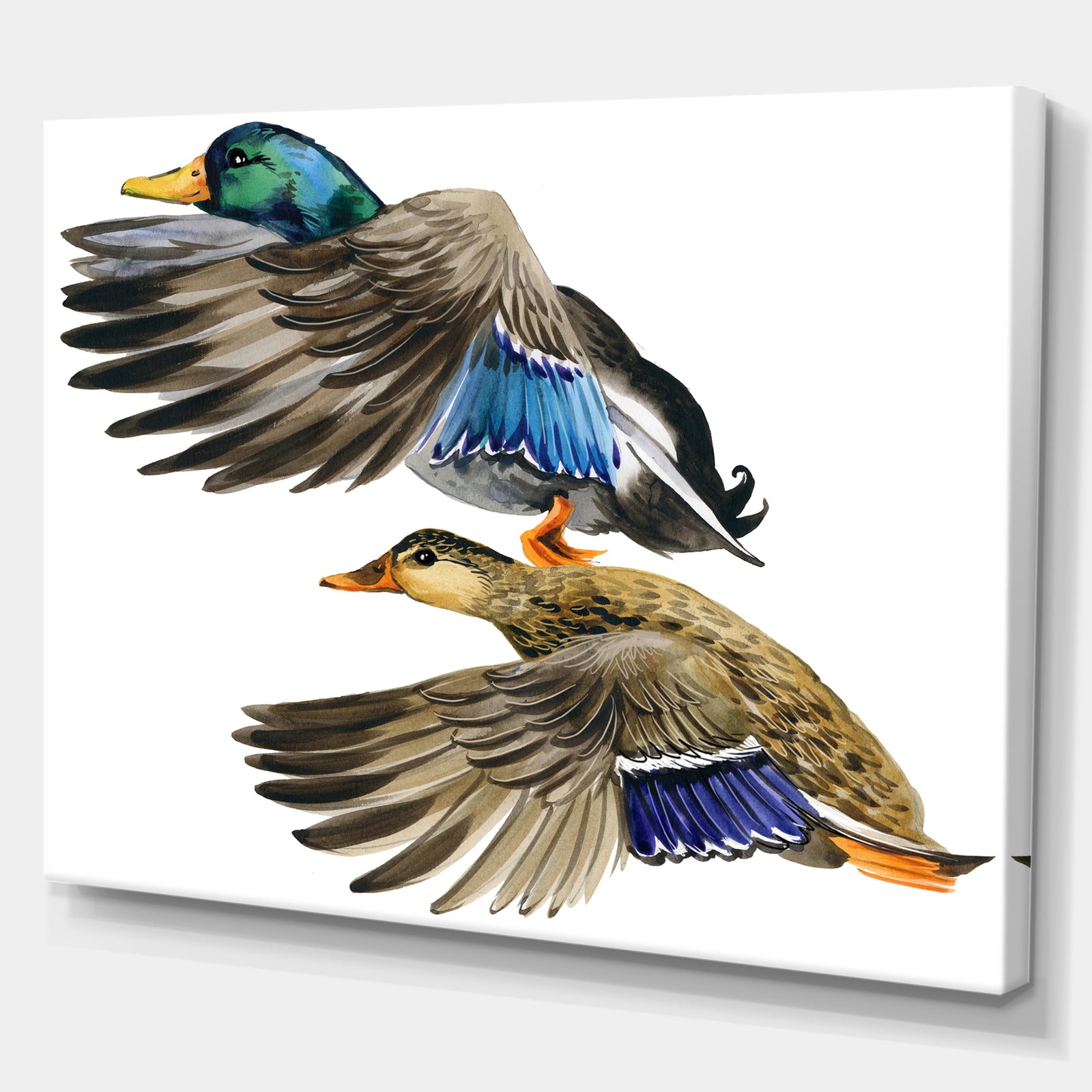 Colored Duck isolated on white background - Sketch of Farmhouse Animals of Painting Print on Wrapped Canvas